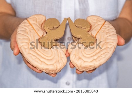 Detailed plastic brain model held in hands for neurology education, clinical training and demonstration.