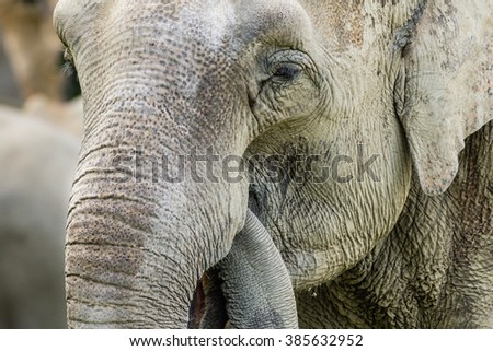 Detailed portrait of African bush elephant.