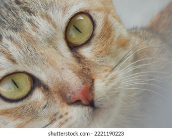 Detailed Portrait Face Of Stunning Cat 