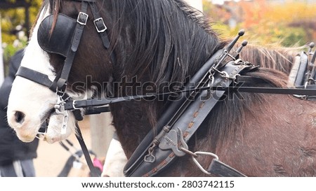 A detailed profile view of a harnessed draft horse with blinkers in Ballarat, Australia.
