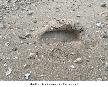 Detailed Sandy Beach Texture with Shell Fragments
