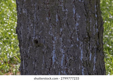 Detailed section of Eastern white pine bark displaying woody structure, fissured texture and natural growth characteristics of a mature conifer.