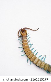 Detailed shot of blue legged centipede on it's back on white background. Creepy and scary critter concept. 