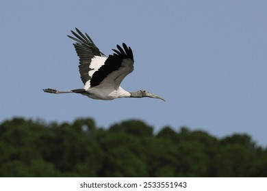 A detailed shot of a wood stork (Mycteria americana) flying against a clear blue sky with a forest backdrop. - Powered by Shutterstock