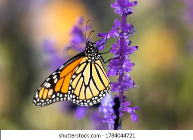 A detailed side profile image of a Monarch Butterfly climbing a brightly colored Lavender plant, within a Lavender garden setting.