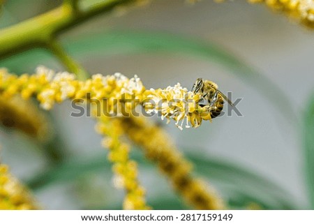 Detailed side view of a bee foraging on a palm tree's yellow flower spike extending diagonally, with blurred fronds framing the scene.