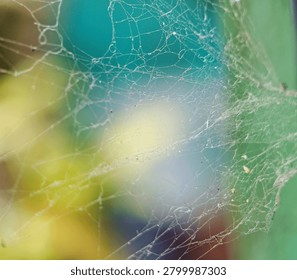 Detailed spider web structure captured in natural light with blurred colorful background.