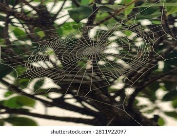 Detailed Spider Web in a Tree - A sharp close-up macro shot highlighting the intricate, symmetrical structure of a classic orb-weaver spider web spun amidst green foliage and tree branches.