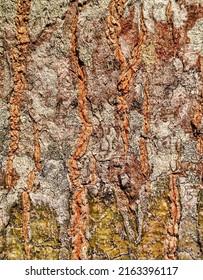 Detailed Texture Of Albizia Chinensis Tree Bark 