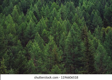 Detailed texture of conifer forest on hill close up. Background of tree tops on mountainside. Cones of conifer trees on steep slope with copy space.