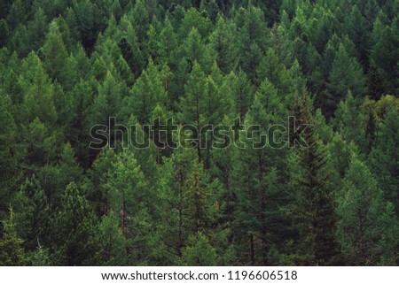 Detailed texture of conifer forest on hill close up. Background of tree tops on mountainside. Cones of conifer trees on steep slope with copy space.