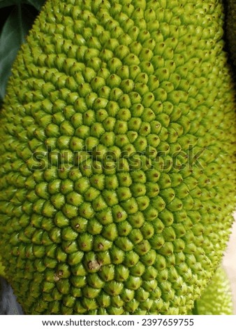 detailed texture of jackfruit skin, jackfruit tree