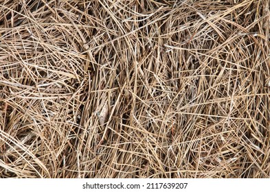 Detailed texture of long leave pine needles 