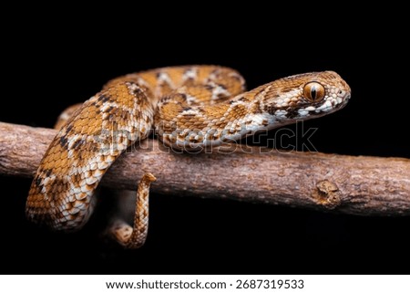 The detailed texture of the reptile’s scales and the sharp focus on its golden eye Close-up macro photograph of a brown and white patterned snake coiled on a tree branch against a black background. 