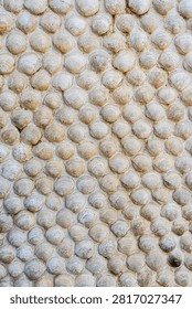 Detailed texture of a surface covered with countless light-colored seashells.