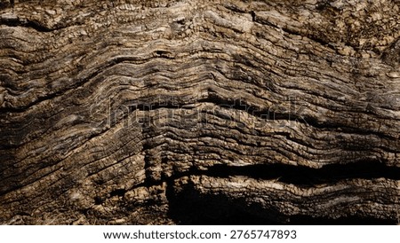 Detailed texture of weathered olive tree bark with deep wavy grooves and natural organic patterns