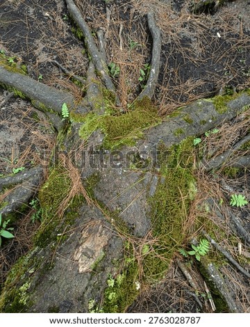 A detailed top-down view of exposed tree roots spreading across the forest floor, surrounded by fallen pine needles, small ferns, and patches of green moss. The natural composition highlights the strength and complexity of root systems, anchoring the tree while interacting with the surrounding soil and organic matter. The earthy tones of brown, green, and muted gray create a calm and grounded atmosphere, reflecting the beauty of untouched woodland environments. The intricate textures of roots, bark, and forest debris emphasize patterns found in nature, making this image ideal for themes related to ecology, growth, resilience, and natural backgrounds. This scene captures the hidden life beneath the forest canopy, showcasing the connection between trees and the ecosystem.