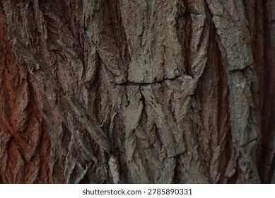Detailed Tree Bark Texture Background In Natural Forest Environment