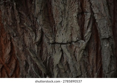 Detailed Tree Bark Texture Background In Natural Forest Environment