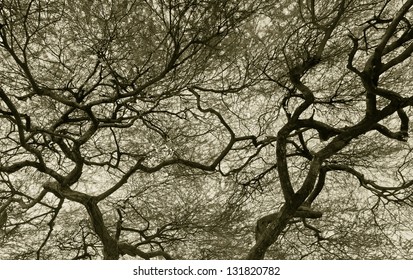 Detailed tree branches in Lake Manyara National Park (black and white) - Tanzania (stylized retro) - Powered by Shutterstock