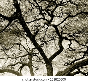 Detailed tree branches in Lake Manyara National Park - Tanzania, East Africa (stylized retro)