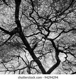 Detailed tree branches in Lake Manyara National Park (black and white) - Tanzania - Powered by Shutterstock