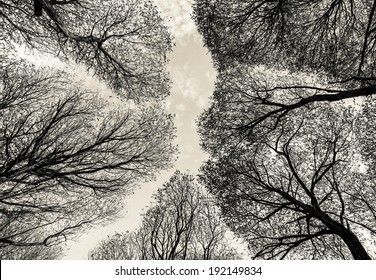 Detailed trees branches on sky - Russia (stylized retro)