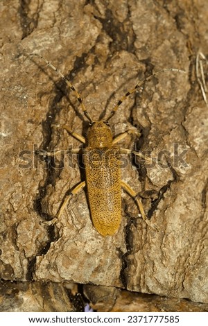 Detailed vertical closeup shot of a large, lightbrown Poplar Longhorned Beetle, Saperda Carcharias sitting on wood