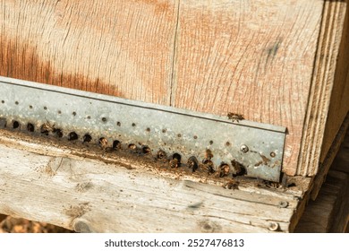 Detailed view of bees at the entrance of a wooden beehive, bee hive in the countryside, beekeeping, nature concept in mallorca, spain balearic islands - Powered by Shutterstock