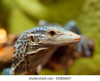 Detailed View Of Blue Tree Monitor Lizard (Varanus Macraei)