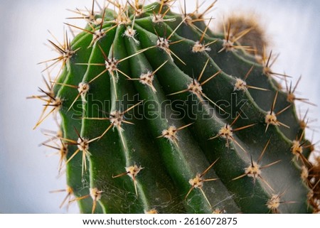 A detailed view captures the texture and patterns of a green cactus. Sharp thorns extend outward, showcasing the unique features of this desert plant. This close-up emphasizes the intricacy of nature.