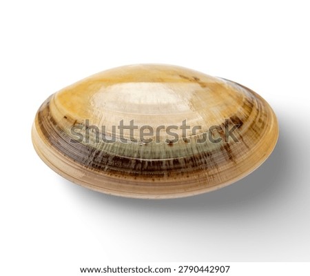 Detailed view of a clam shell texture