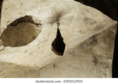 detailed view from up close of a small bat hibernating upside down, inside an old abandoned structure