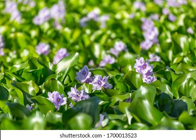 Detailed View Of A Common Green Water Hyacinths On The Lake Bank...