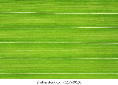 Detailed View Of The Corn Leaf