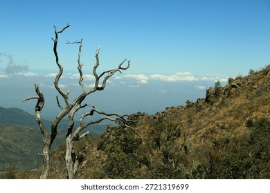 A detailed view of a dead, leafless tree with weathered white bark standing on a steep rocky mountain slope. The background features a rugged landscape covered in dry grass and green bushes, overlooking a vast horizon with cloud layers under a clear blue sky. Represents the harsh yet beautiful environment of high-altitude volcanic terrain during the dry season.