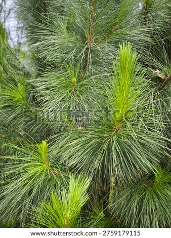 A detailed view of Eastern White Pine needles, showcasing vibrant new growth during the spring season, highlighting the trees texture and color.