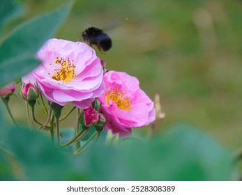 A detailed view of a flying bumblebee approaching the pink roses in the flower garden. - Powered by Shutterstock