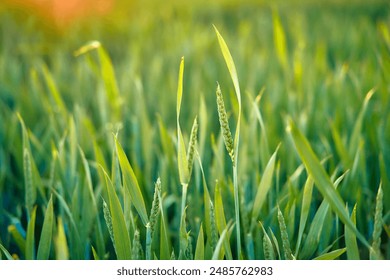 A detailed view of fresh, dewy green grass bathed in the warm glow of morning sunlight, highlighting natures beauty and the vibrant ecosystem it sustains - Powered by Shutterstock