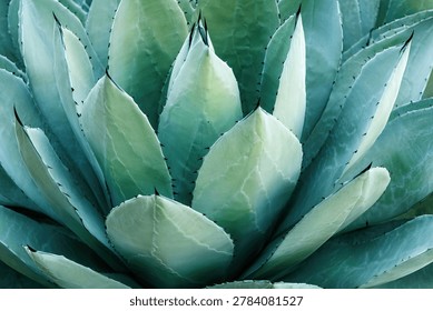 Detailed view of the geometric pattern and texture of a succulent agave plant's leaves.