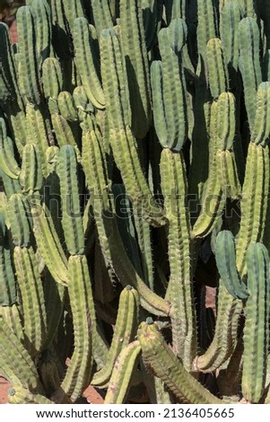 Detailed view of green cactus plant, texture and plant body, typical in the desert areas of Texas, USA...