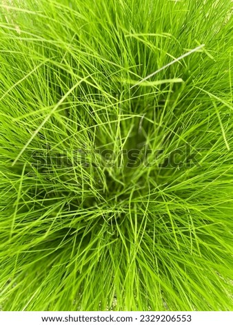 Similar – Image, Stock Photo poppy seed detail Poppy