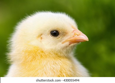 Detailed view of the head of chick hatched in May
