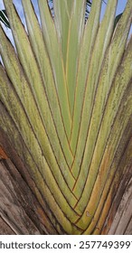 A detailed view highlighting the unique color, patterns, and overlapping structure of tropical palm leaves