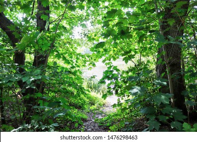 Detailed view into a green forest with summer trees and sunlight - Shutterstock ID 1476298463