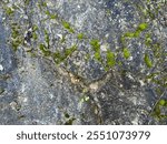 A detailed view of a large blackened rock with cracks and moss growth in the forest. The rugged texture and earthy tones make it a perfect natural background for design or abstract themes