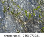 A detailed view of a large blackened rock with cracks and moss growth in the forest. The rugged texture and earthy tones make it a perfect natural background for design or abstract themes