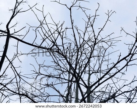 Detailed view of leafless tree branches under cloudy sky, symbolizing drought, climate change, and seasonal cycle.