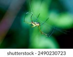 Detailed view of an orchard spider(Leucauge magnifica) in its web, showing its bright colors and patterns. Great for nature studies.