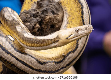 Detailed view of a rare reticulated python with multiple genetic mutations, including tiger, mottle, platinum, and sunfire.